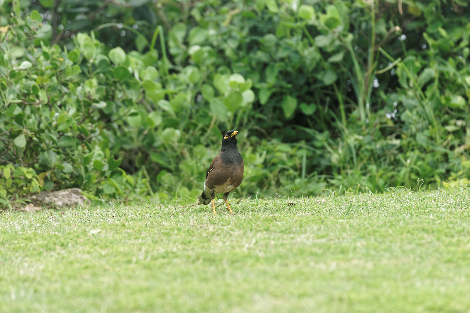 20161117 141115 Hirtenmaina